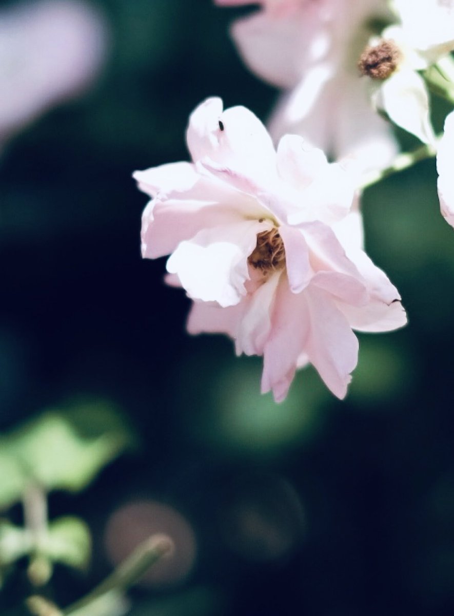 薔薇の吐息を感じるかのように