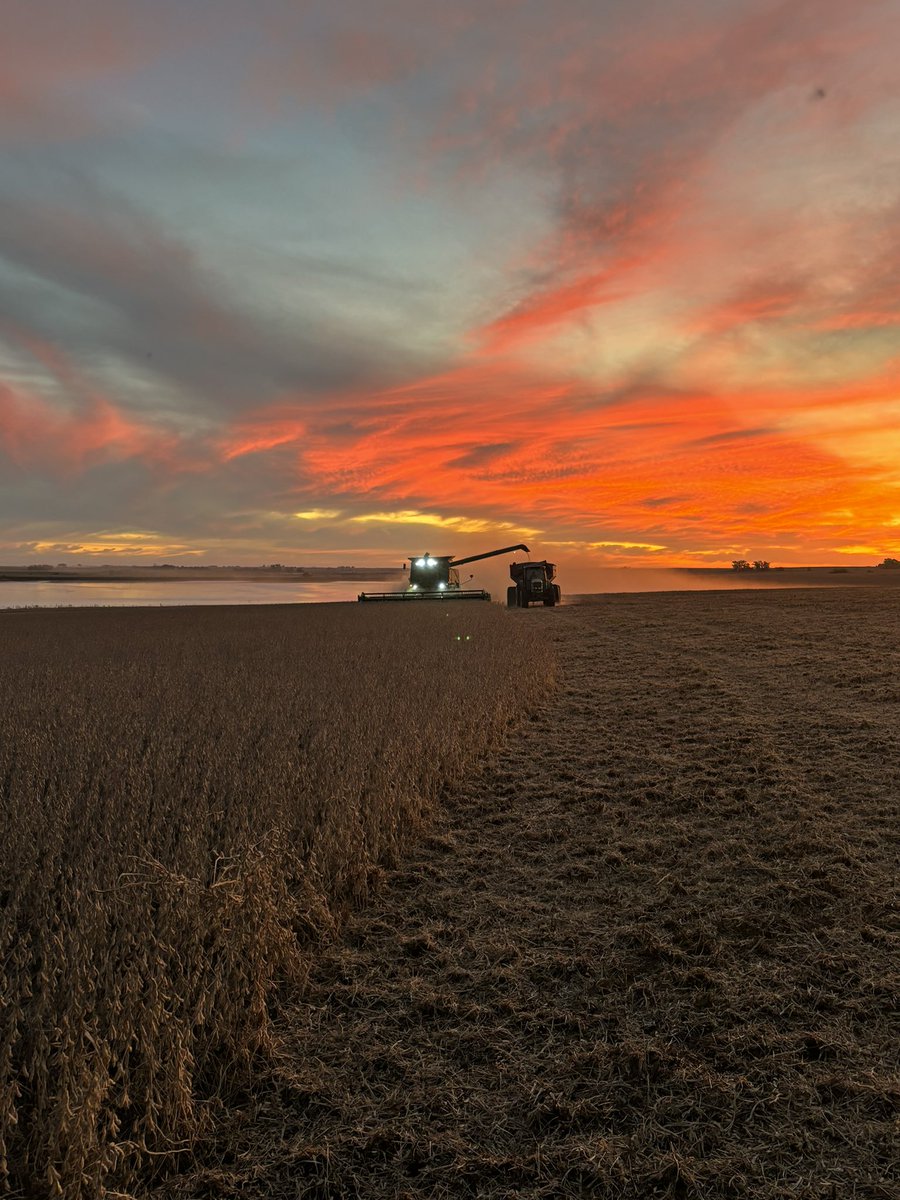 Avanzando la #trilla de soja con estas postales 
#NK61x22