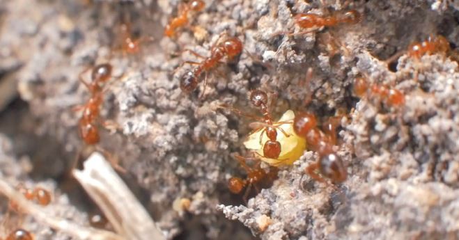As of 20 May, a fire ant biosecurity zone has been established and broadscale eradication treatment has begun within a 5km radius of the 80 nests found at the Oakey Army Aviation Centre 📢 More at okt.to/lGOrNd