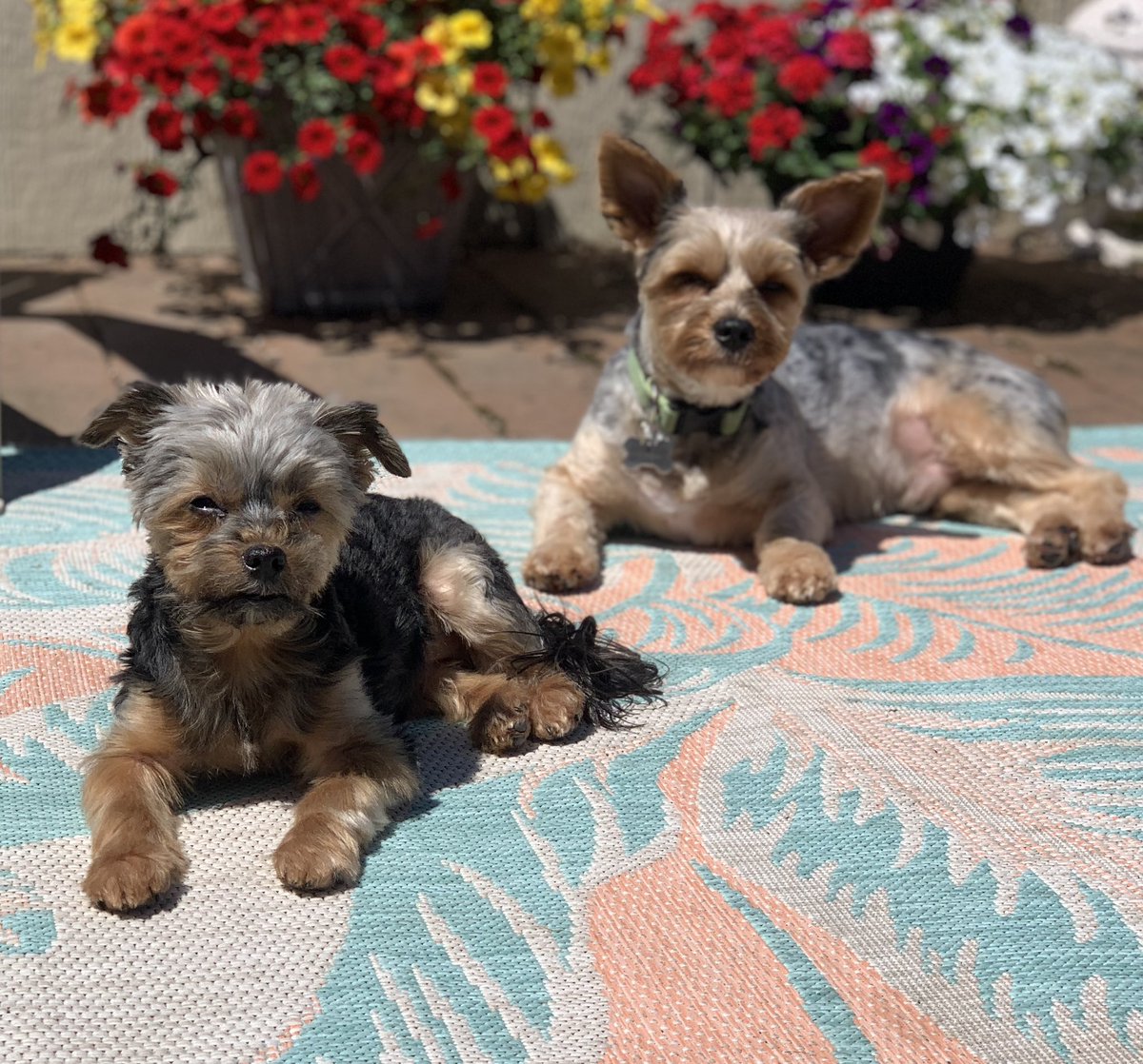 Schwankdatank's tweet photo. These 2 beasts enjoying the sunshine https://t.co/fymIAwQHAo