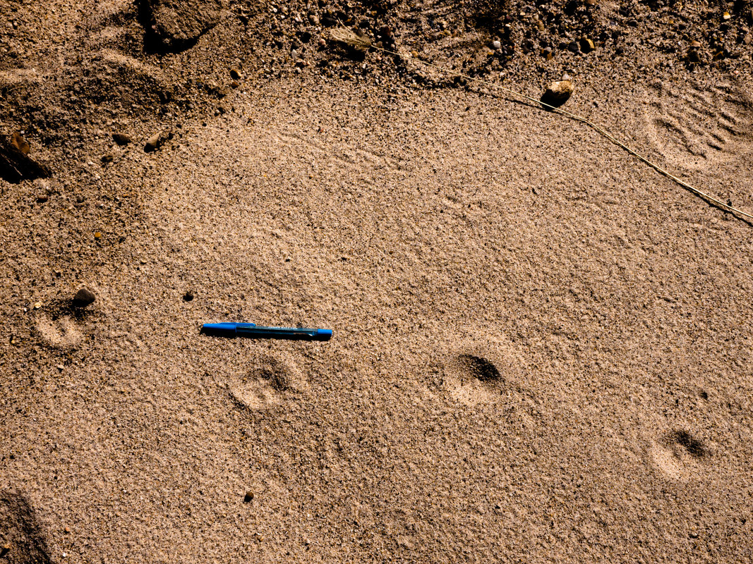 Who do you think left these tracks at Carnarvon Station Reserve? 📷 Terry Cooke 📍Carnarvon Station Reserve, Bidjara Country, QLD #trackTuesdays #Australianwildlife #Queensland #welovenature