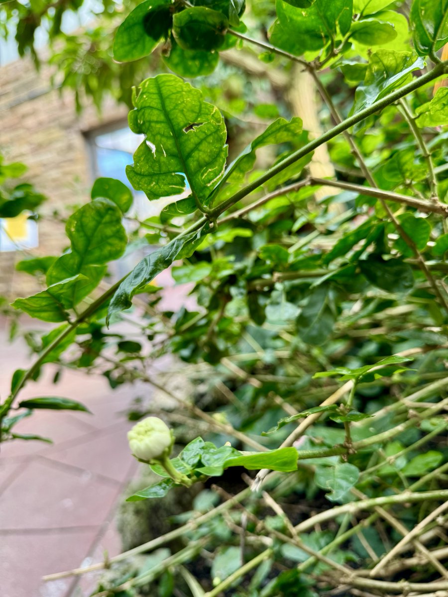 🌳 🌱 One of our Palm House benches is a particularly lovely place to rest, because it's next to a blooming #ArabianJasmine. 🕌 Jasmine's sweet scent is found in #perfumes and used in #Ayurvedic medicine. 🧘🏻