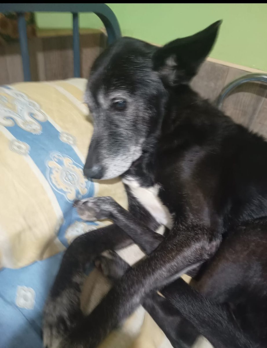 patripeyrou's tweet photo. A ESTOS 2 ABUELITOS LOS VAN A DEJAR EN LA CALLE A SU DUEÑA LA METIERON EN UN GERIATRICO Y LOS HIJOS PUSIERON EN ALQUILER LA CASA PASAN HAMBRE FRIO Y ESTE FINDE LOS TIRAN A LA CALLE ZONA MERLO NRO DE CONTACTO 1162201256 https://t.co/zgHGo2BxEz