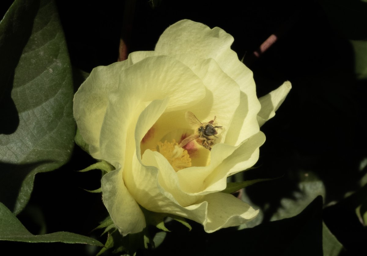 BowlesFarming's tweet photo. 🐝🌍 Happy World Bee Day! 🌻🍯
Today, May 20th, we celebrate the invaluable contribution of bees to our planet and our lives. Did you know that bees are responsible for pollinating over 75% of the crops that feed the world? Without bees, food and ecosystems suffer. 🐝#worldbeeday https://t.co/e4KQsEYxQ5