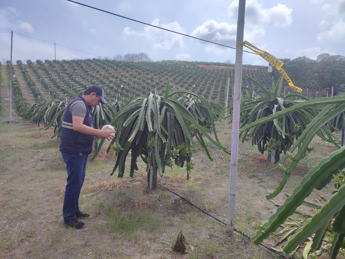 AgrocalidadZ4's tweet photo. #Manabí | Realizamos monitoreo a trampas oficiales en sitios de producción de pitahaya dando continuidad a la certificación de sitio libre de moscas de la fruta en cumplimiento del plan de trabajo para Estados Unidos 🇺🇸, parroquia Charapotó, cantón Sucre.
#FrutaSinMosca https://t.co/tbZMwCAWFU