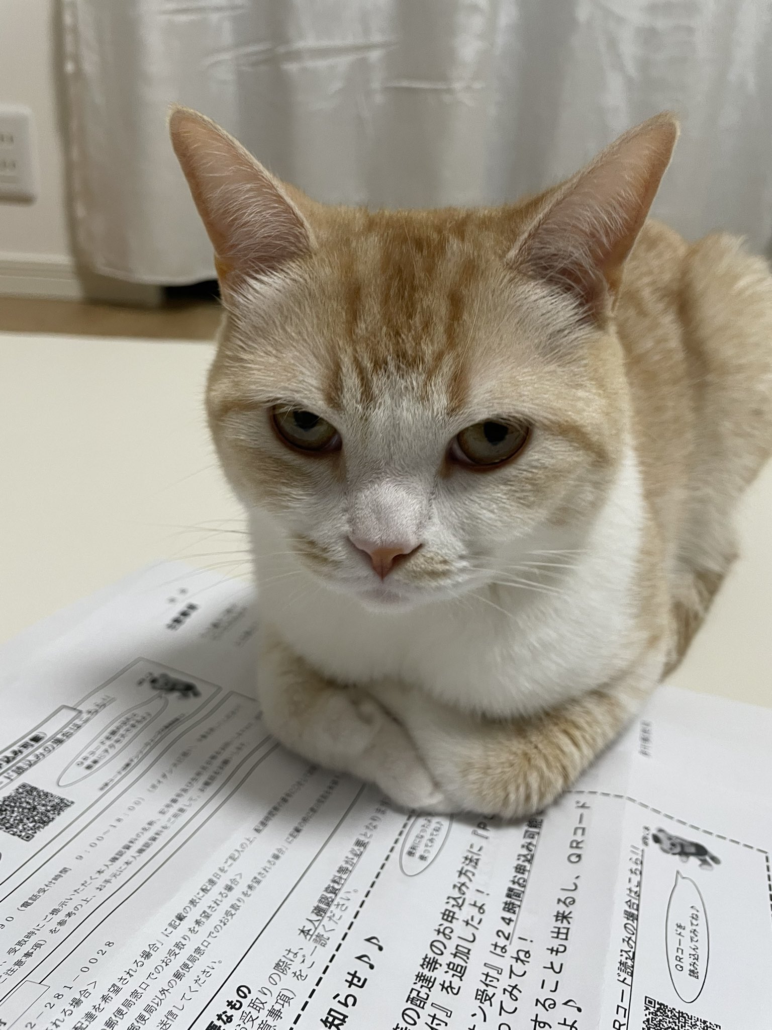 目が追いかけてくれるスコティッシュホールドの置物 目が追いかけてくれるスコティッシュホールドの置物 （ぽてち 𖦥