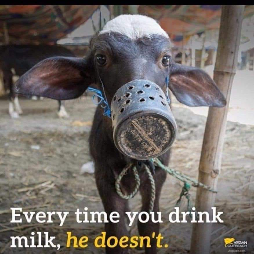 Chintan Siriya -
You talk about morality while this is normalized in our society just because you can't give up your tastebuds!

Help in my bio
