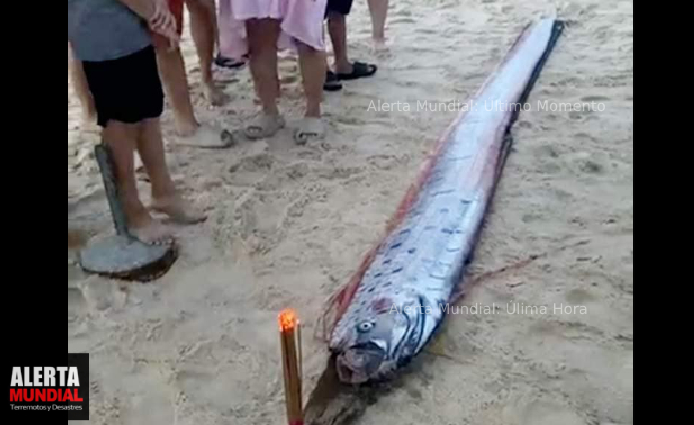 ¡Malas NOTICIAS! 🚨Aparecio el Pez remo el pez de los Terremotos en una playa de Hue.. ¡¡¡Estar pendientes!! se Aproxima?? en imagenes!!👉👉 alertamundialinfo.com/2024/05/20/eno…