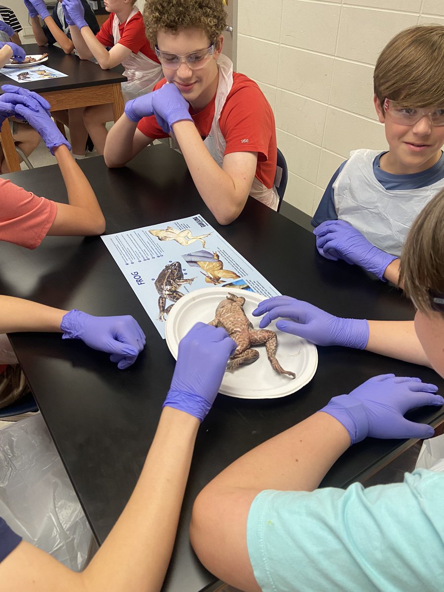 Bama26Point2's tweet image. A rite of passage to finish your 7th grade year is dissecting a frog and finding every internal organ for your final science grade * I was able to be a parent volunteer today with my son and it was just as cool today as it was when I was a kid #ScienceIsAwesome