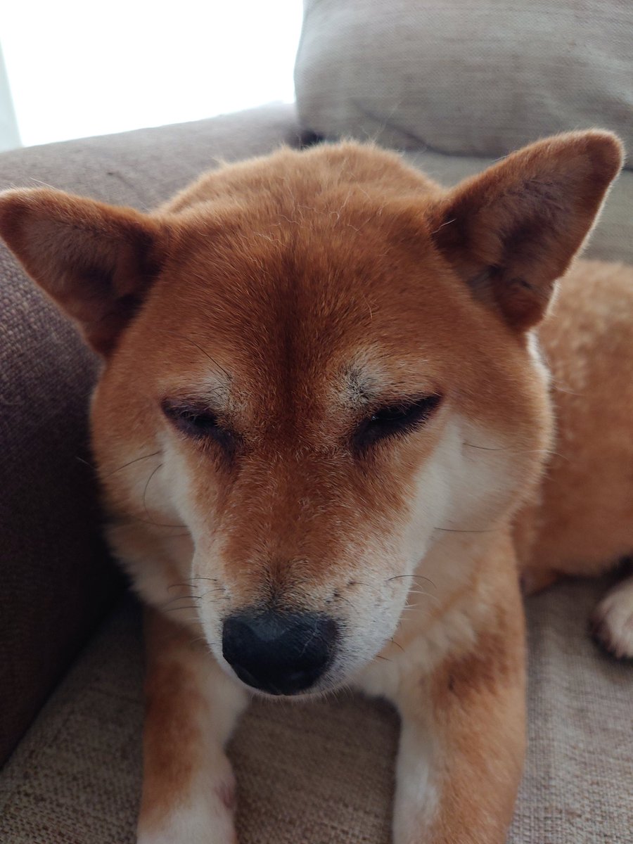 q_mapapa's tweet photo. #柴犬がいる暮らし https://t.co/jaXxAZBza3