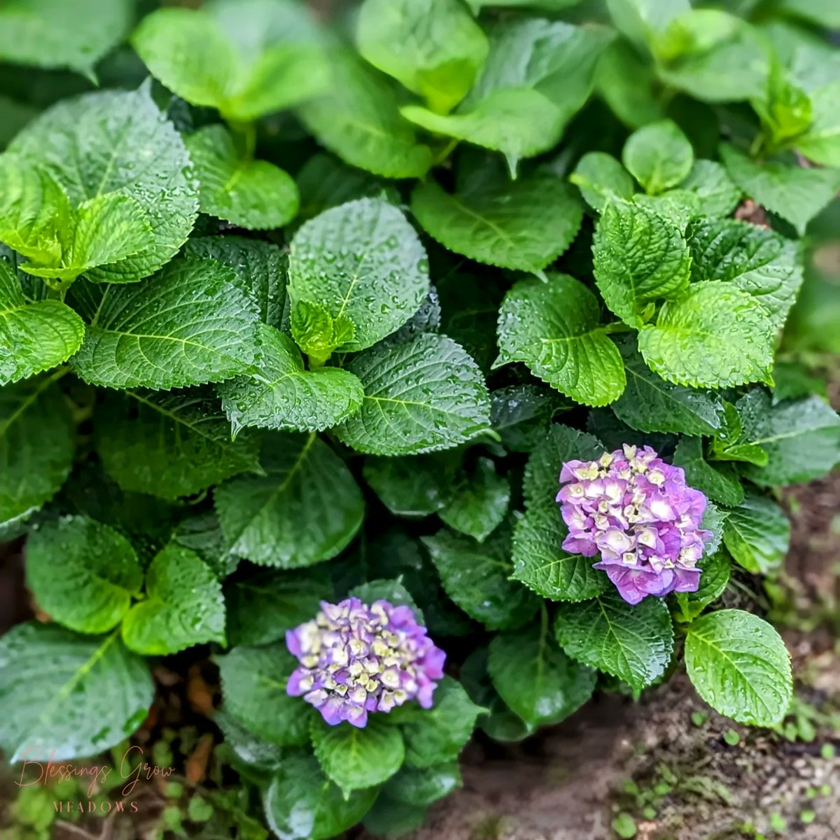 This lovely #Hydrangea is only just beginning to bloom. It was planted by the previous owner and has struggled for the past two years. I was worried I trimmed it too hard, too late in the season, but it looks happy! 💜 
#thankful #purpleflowers #blessingsgrow #growingwithpurpose