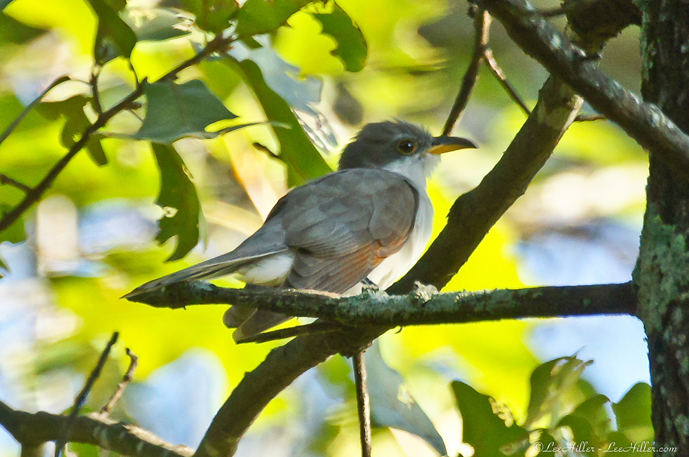 Yellow-billed Cuckoo 
#HikeOurPlanet #FindYourPath #hike #outdoors  #publiclands #hiking #trailslife #nature #photography #naturelovers #adventure #birds #birder #birding #birdwatching #birdphotography #BirdsOfTwitter