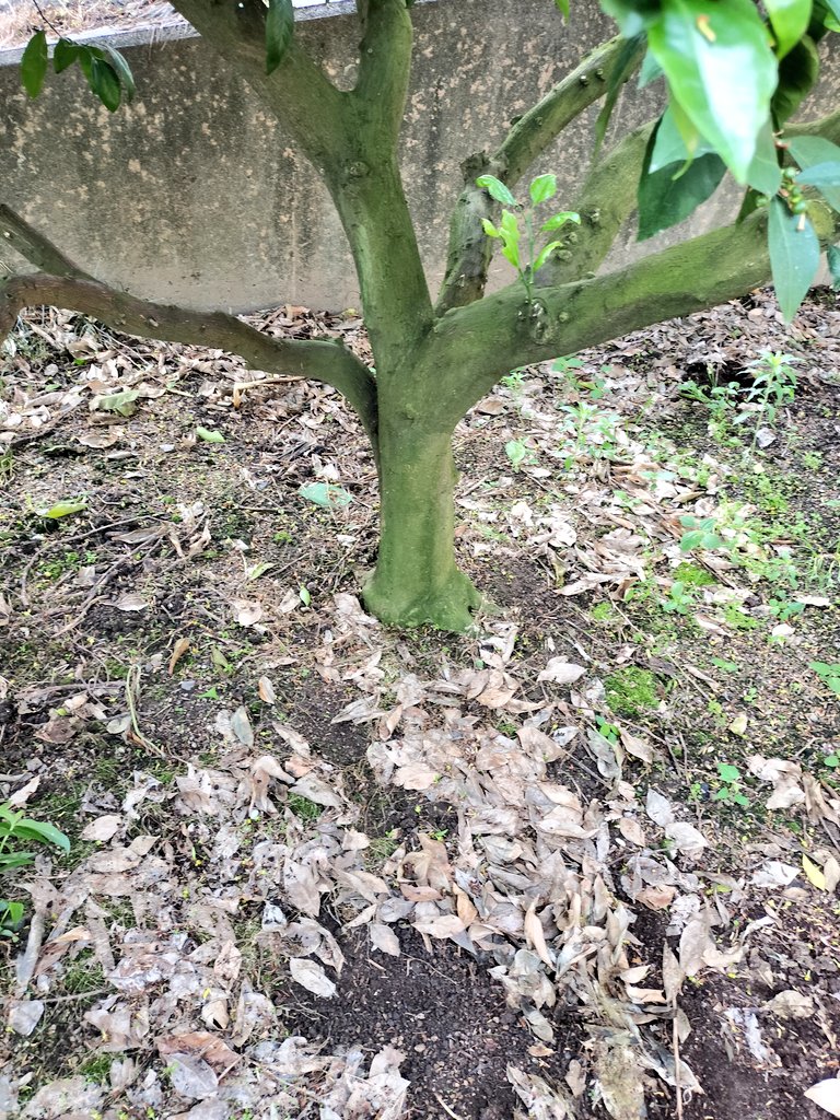 おはようございます☀　
畑到着、みかん🍊の株元の除草（テデトール）です。梅雨日入ると追いつきませんがなるべくなら農薬無しで。
今年は実が沢山ついてますので摘果まで出来たら。
今日は少し風がでるので防除は明日では今日も一日よろしくおねがいします😁