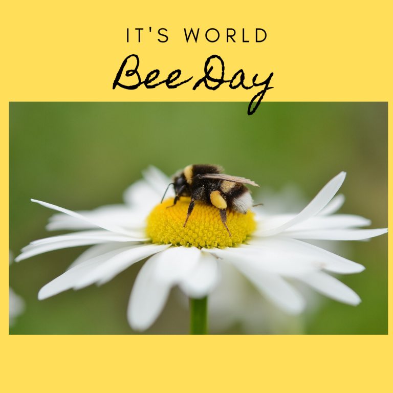 On this World Bee Day, please remember to plant native wildflowers and a small list of a few other plants our bee 🐝 friends adore. Basket Flower, Calamintha, Candy Tuft, Dave’s Rocket, Echinacea, Foxglove, Helenium, Hosta, Lavender, Gayfeather, Globe Thistle, Money Plant,