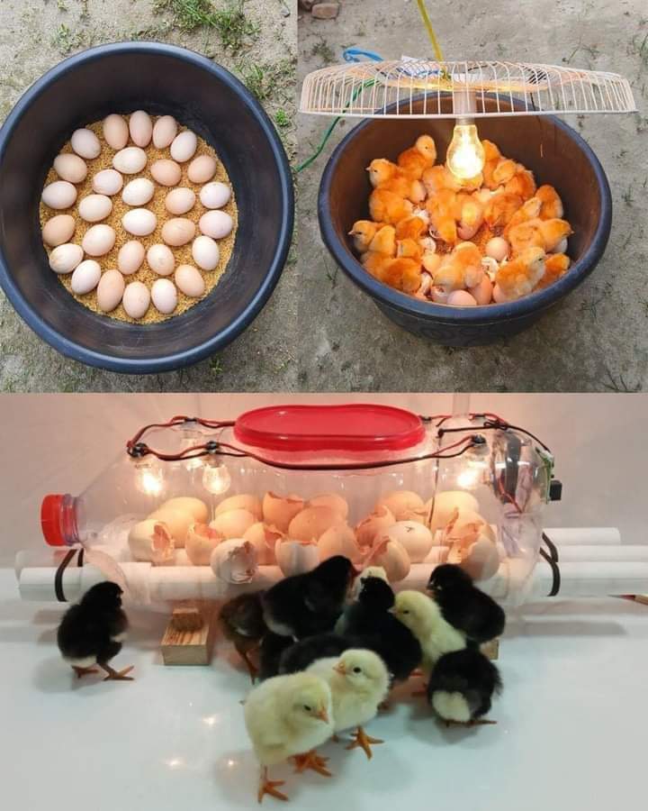 Turn trash into treasure! 🥚🌱 Learn how to craft your own egg incubator using a recycled water bottle. Perfect for sustainable living and hatching your own chicks. #DIY #Sustainability #Upcycle