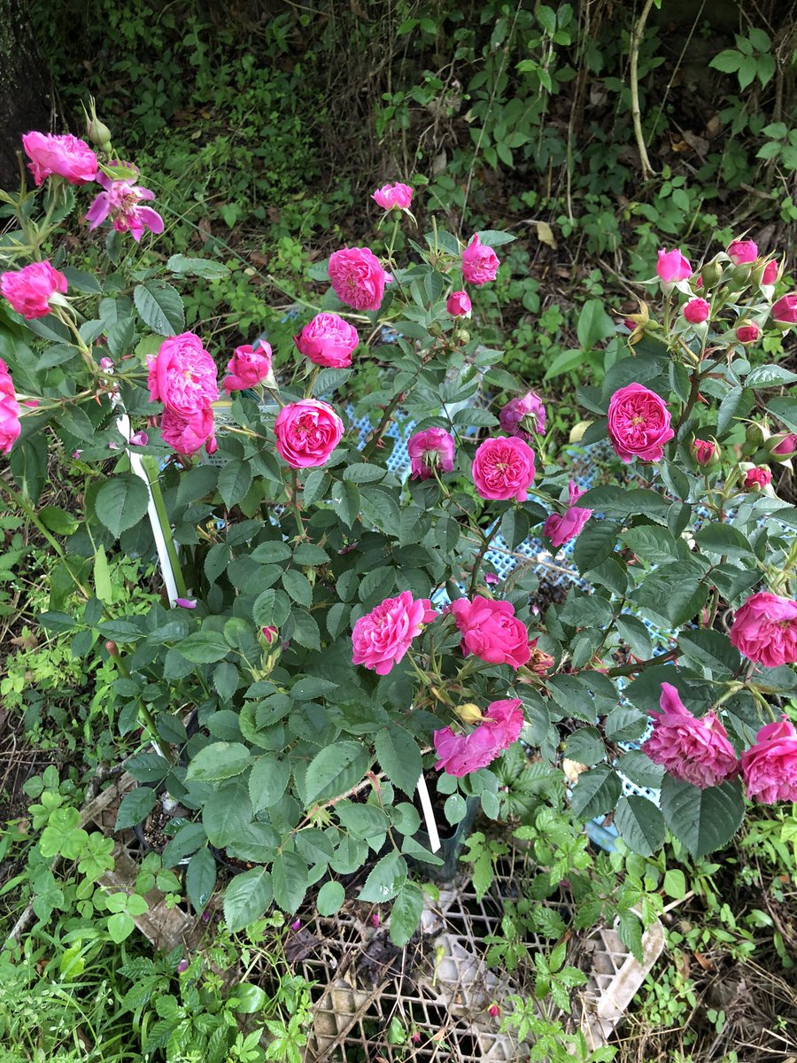 衝動買いしたアスタさん。

二枚目みたく、歪な花を咲かせる事もあるっぽいので、かなり癖は強いが花型が可愛い。

中小輪。香りはあまり感じない。

葉っぱの色が、先祖にグラウカとかアルバが居る？って感じの特徴有り。

訳の分からないバラ(笑)を作る事で定評のある、ゲシュヴィントのバラ。
#バラ