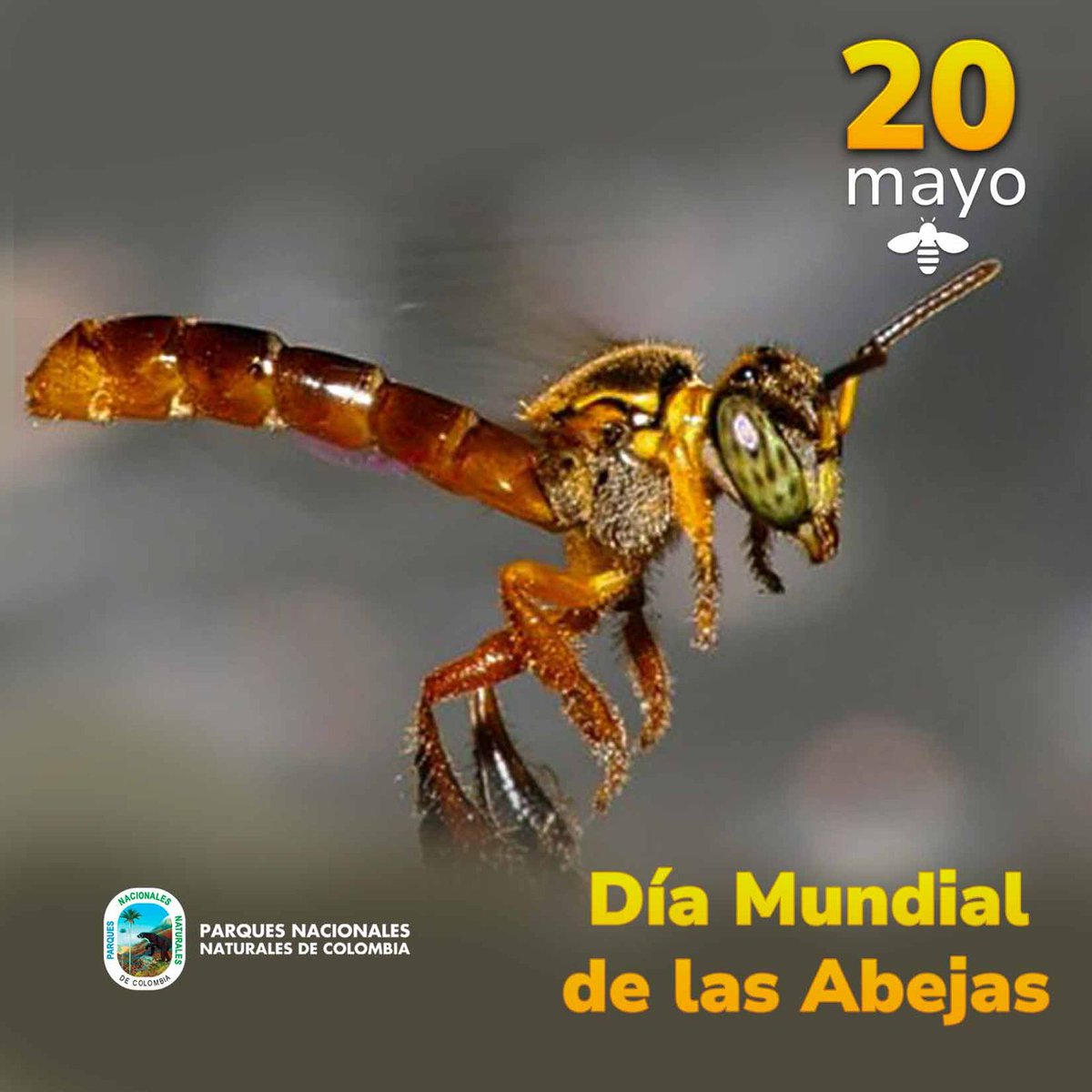 🐝✨ En el #DiaMundialDeLasAbejas, desde los Parques Nacionales Naturales de Colombia, rendimos homenaje a las incansables polinizadoras que sostienen la biodiversidad de nuestras áreas protegidas. 🌺