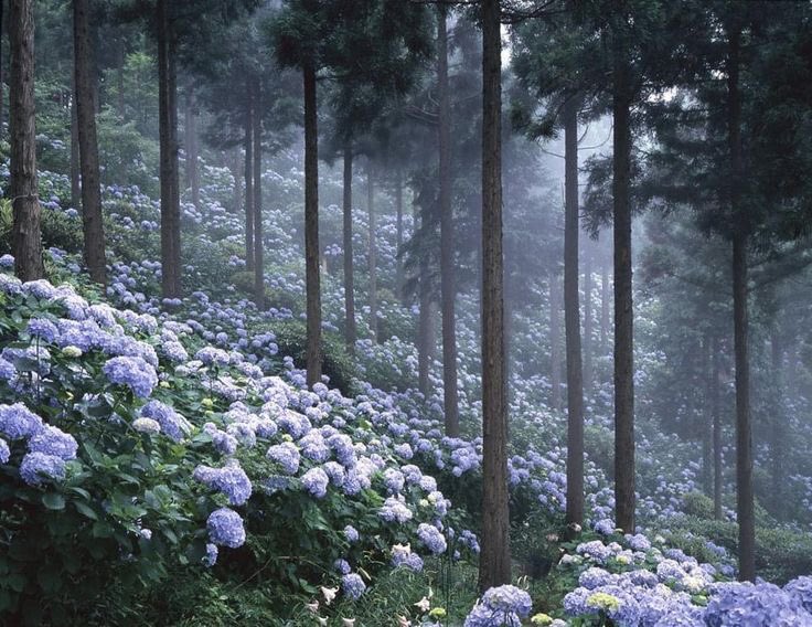 hydrangea.