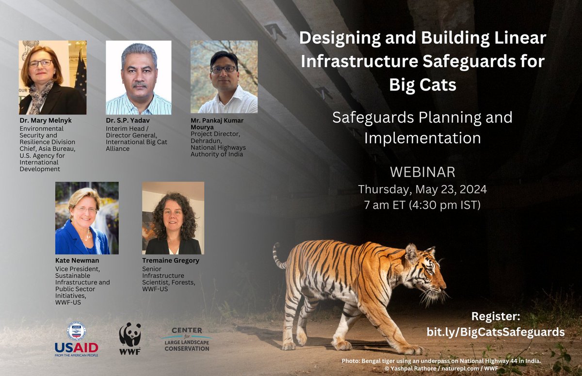 Big cats are critical to the health of entire ecosystems. Yet linear infrastructure is increasingly fragmenting the vast habitats they rely on. Join us on Thursday to explore linear infrastructure safeguards for these keystone species. bit.ly/BigCatsSafegua… @USAIDAsiaHQ