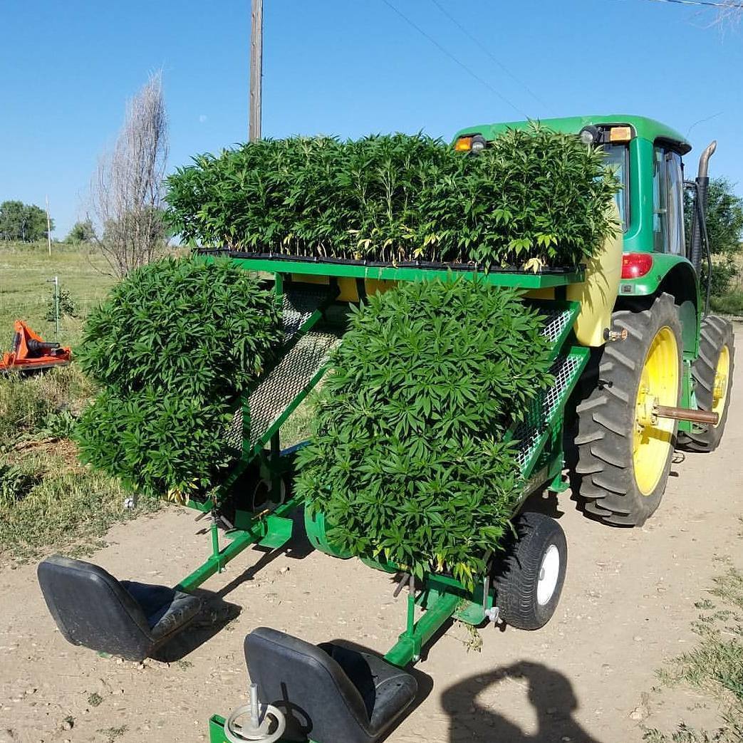 Local farmer 👩‍🌾👨‍🌾🧑‍🌾 getting ready for the planting season 🌱🌱🌱 #cannabis #stonerfam #legalizeIt #weedmob #cbd