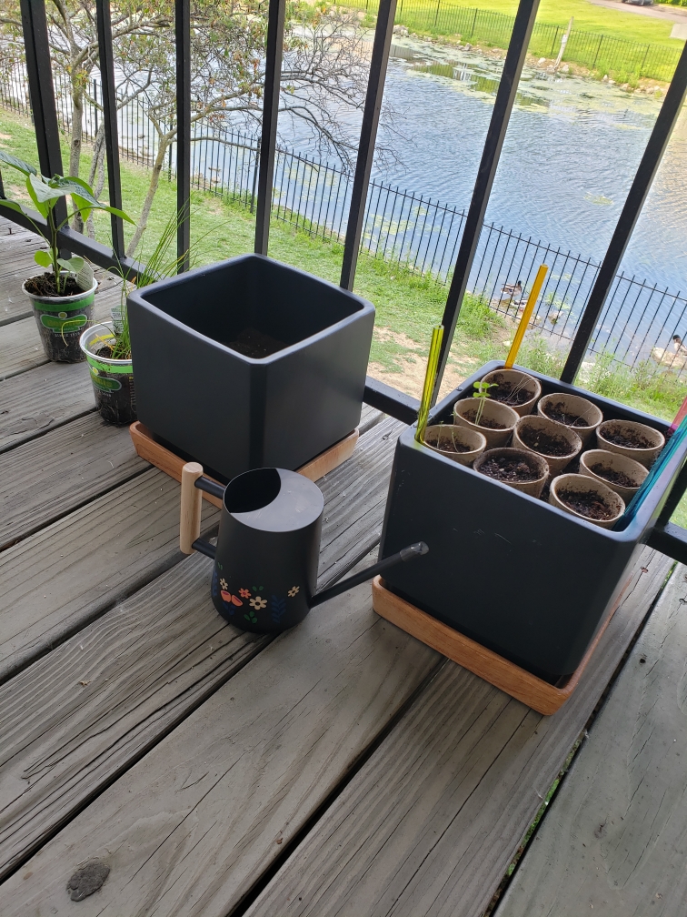 Cold snap killed most of my herbs, so I'm having to restart. Going to need to pick up more pots and soil for the following: (left to right) * Mammoth Jalapeño * Chives * Cilantro (need more soil) * Basil (furthest row away) * Parsley (middle row) * Thyme (closest row)