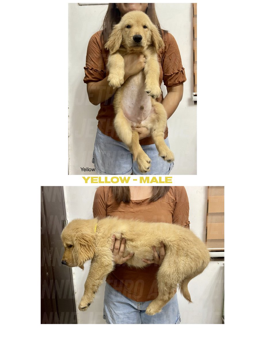 jethooor's tweet photo. We are looking for new homes for these babies

Pure Golden Retriever Nuggets

DOB: March 12, 2024
DOR: May 21, 2024 onwards

-Champion Line
-Bigbones
-Long Coat
-with PCCI Papers - on process
-with Vet card
-2x 5in1 Vaccine
-3x Deworm

#goldenretriever
#puppies https://t.co/ljvv3iaXvS