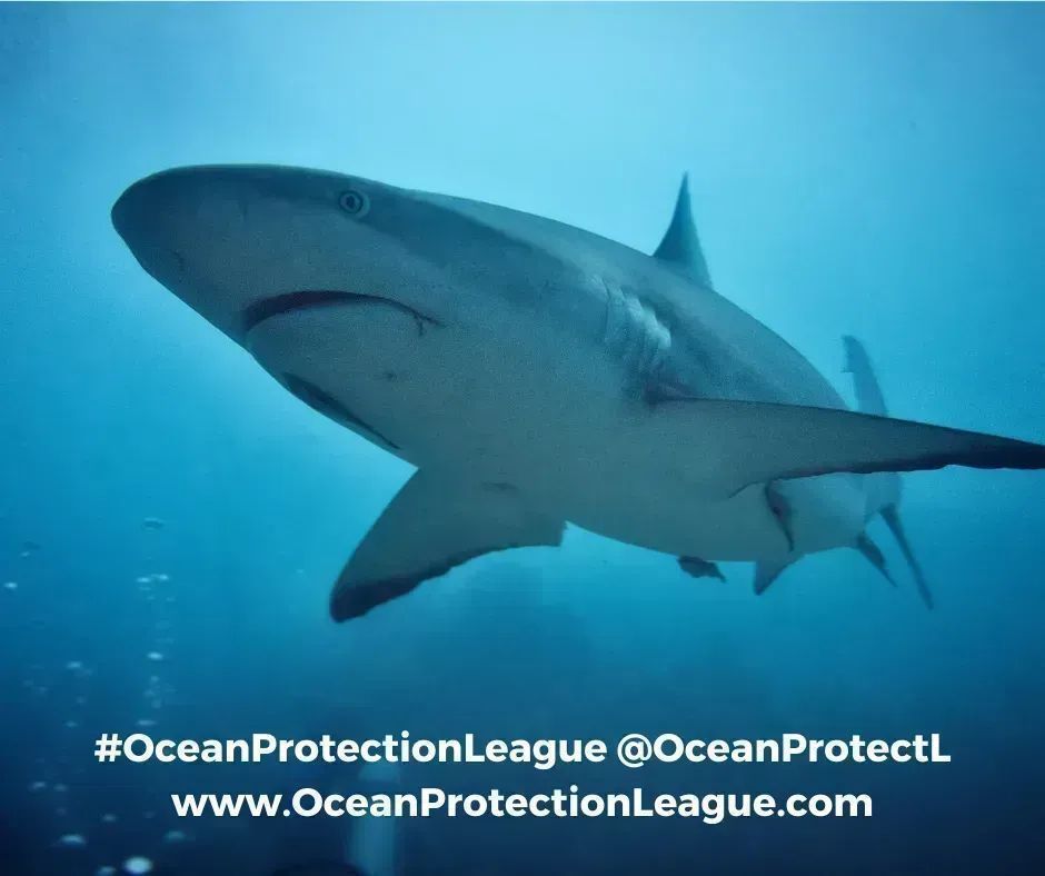 Sharks are essential to our ocean’s health. Earth is an ocean planet and our oceans cannot function without sharks. #OceanProtectionLeague @OceanProtectL Photo by @Geeberlin #SaveTheOcean #ocean #beach #nature #sharkfinning