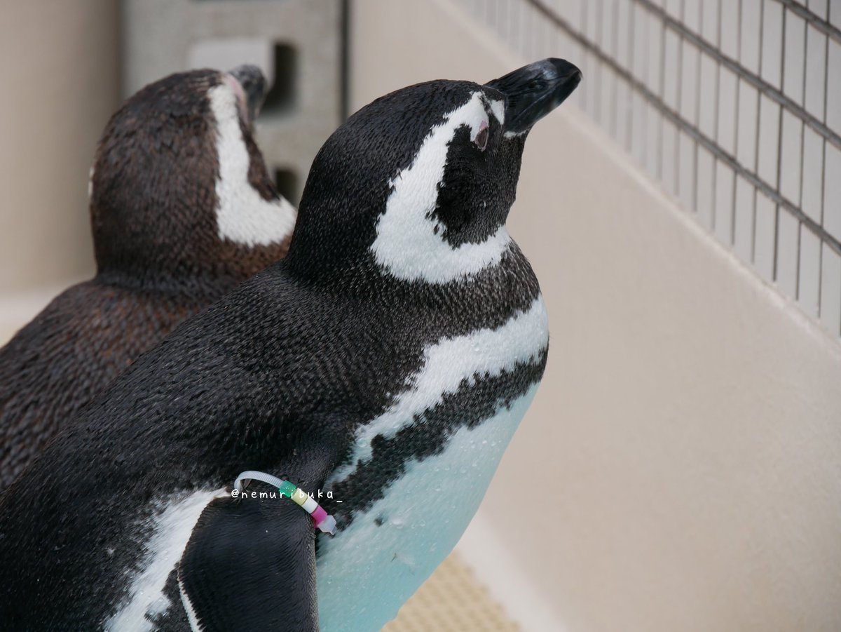 おはようございます。 
#須磨海浜水族園 #スマスイ 
#マゼランペンギン #ペンギン 
#姫ユズうり