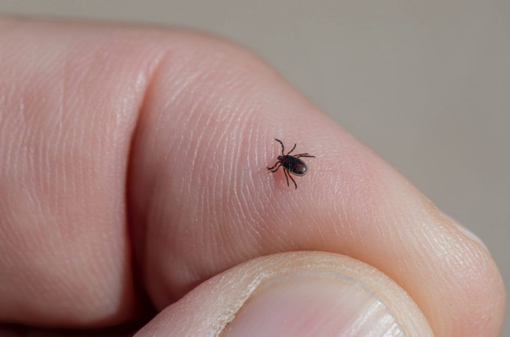 6 simple tips to avoid tick bites this summer nationalpost.com/shopping-essen…