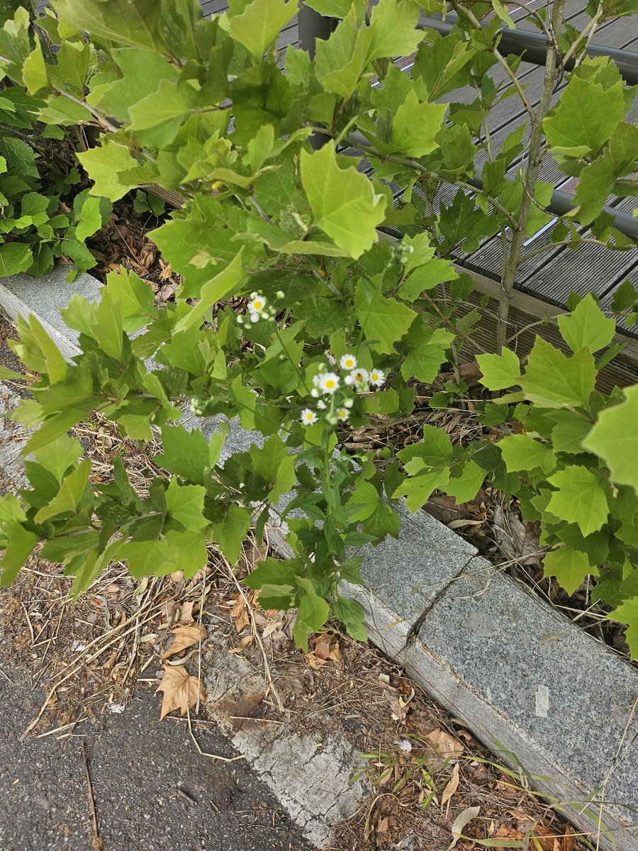 정신없이 바빠서 뇌가 녹는기분 
잠은 포기하고 일 시작전에 
커피마시면서 산책하고 풀 많이보기 🌿