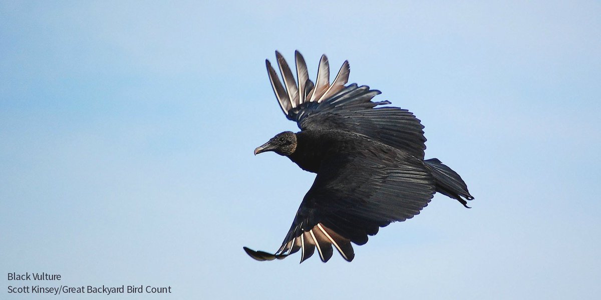 Thermal currents are necessary for large birds like vultures to soar long distances. The same goes for paragliding. One scientist looks at people flying with parachutes to better understand the social dynamics and behaviors of these high-flying birds. bit.ly/3UU6Uty