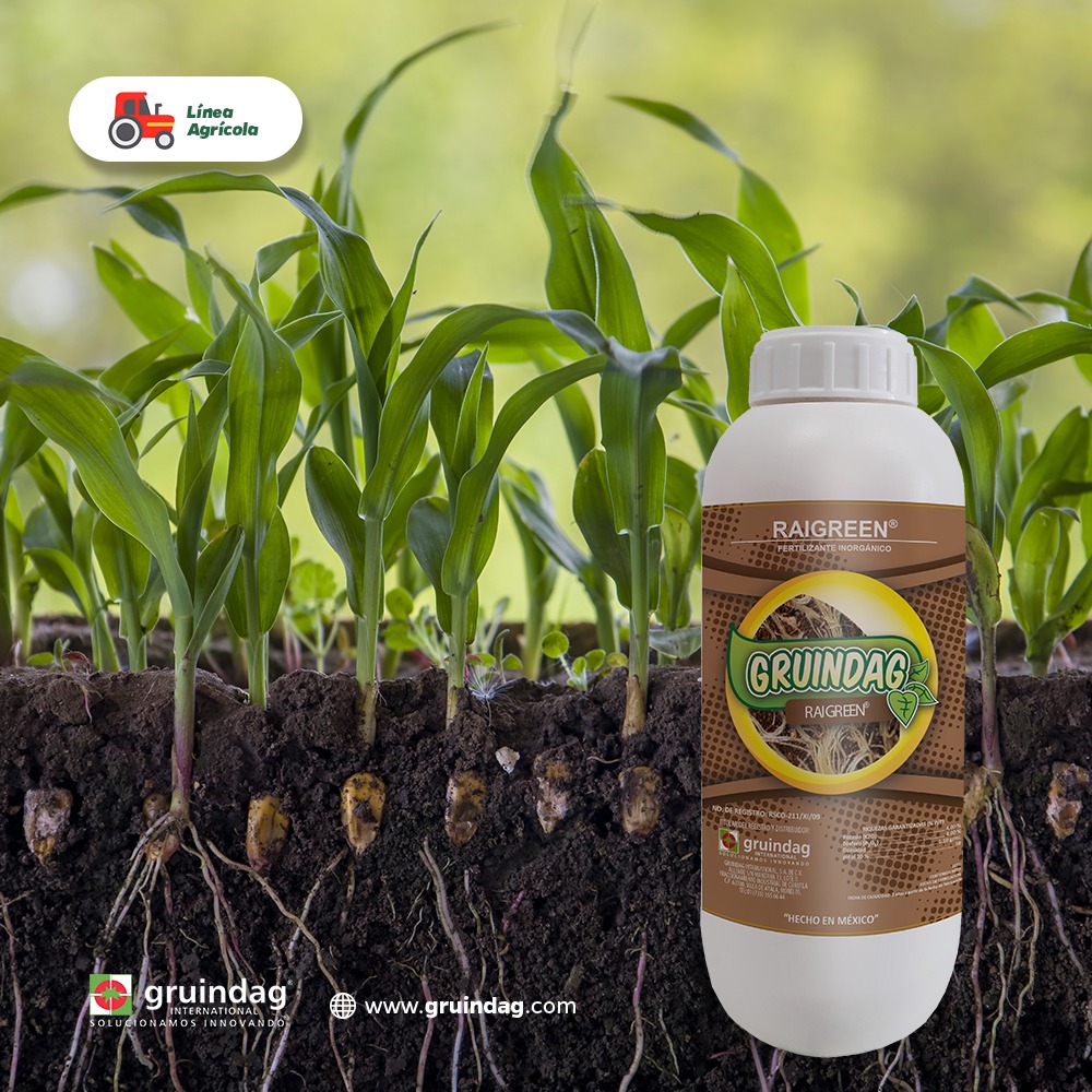 ¡Potencia tus cosechas con RAIGREEN! 📷📷

RAIGREEN  es tu aliado para optimizar la floración y el cuajado de frutos en tus  cultivos. Con su formulación fosfopotásica líquida, estimula el  desarrollo de flores y frutos, asegurando una producción abundante y de  calidad.