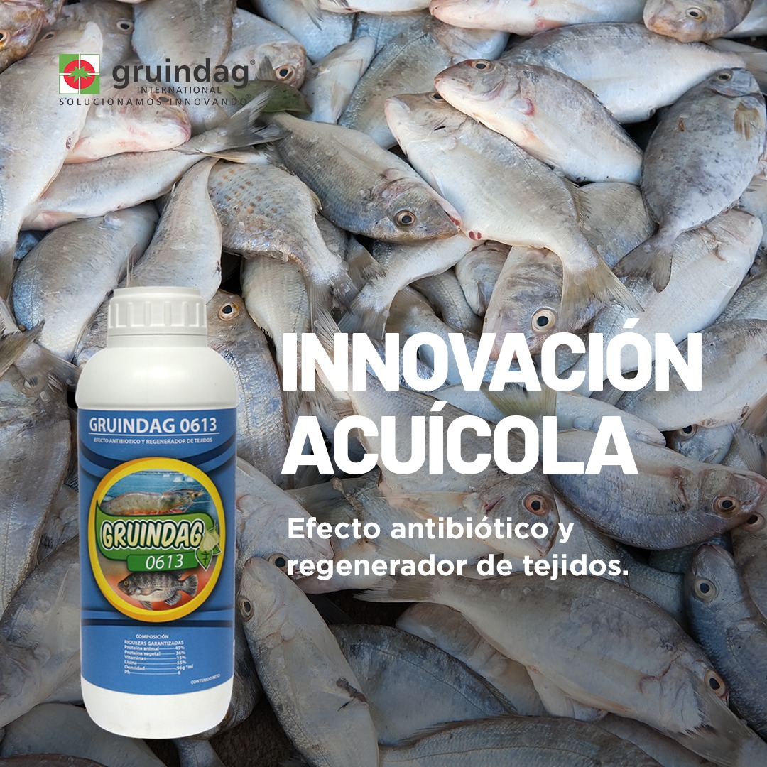 ¡Potencia tus granjas acuícolas con GRUINDAG 0613! 📷📷 Nuestra solución innovadora no solo mejora la salud y el crecimiento de  tus camarones y tilapias, sino que también ofrece un efecto antibiótico  natural y promueve la regeneración de tejidos, garantizando una  producción.