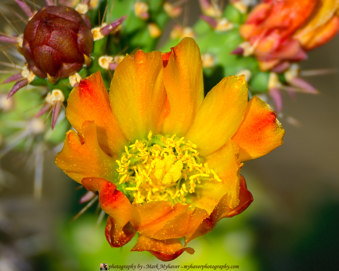 New Release "Cholla Blossom 25474"
Photography by Mark Myhaver 
myhaverphotography.pixels.com/featured/choll… 
#cactusflower #springbloom #sonorandesert #myhaverphotography