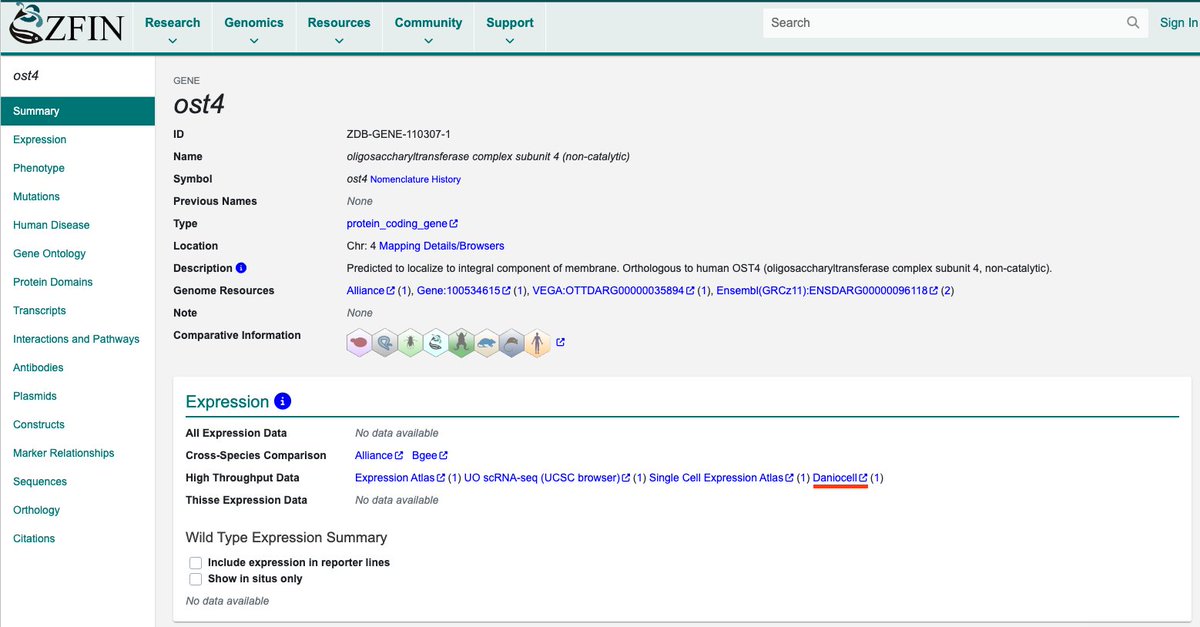 🎉Exciting news! Daniocell is now accessible via ZFIN! 4 years ago, when I started working on zebrafish with <a href="/JeffreyAFarrell/">Jeff Farrell</a>, I was awestruck at the immense resource that is ZFIN. Happy to see Daniocell worthy of a place in ZFIN.