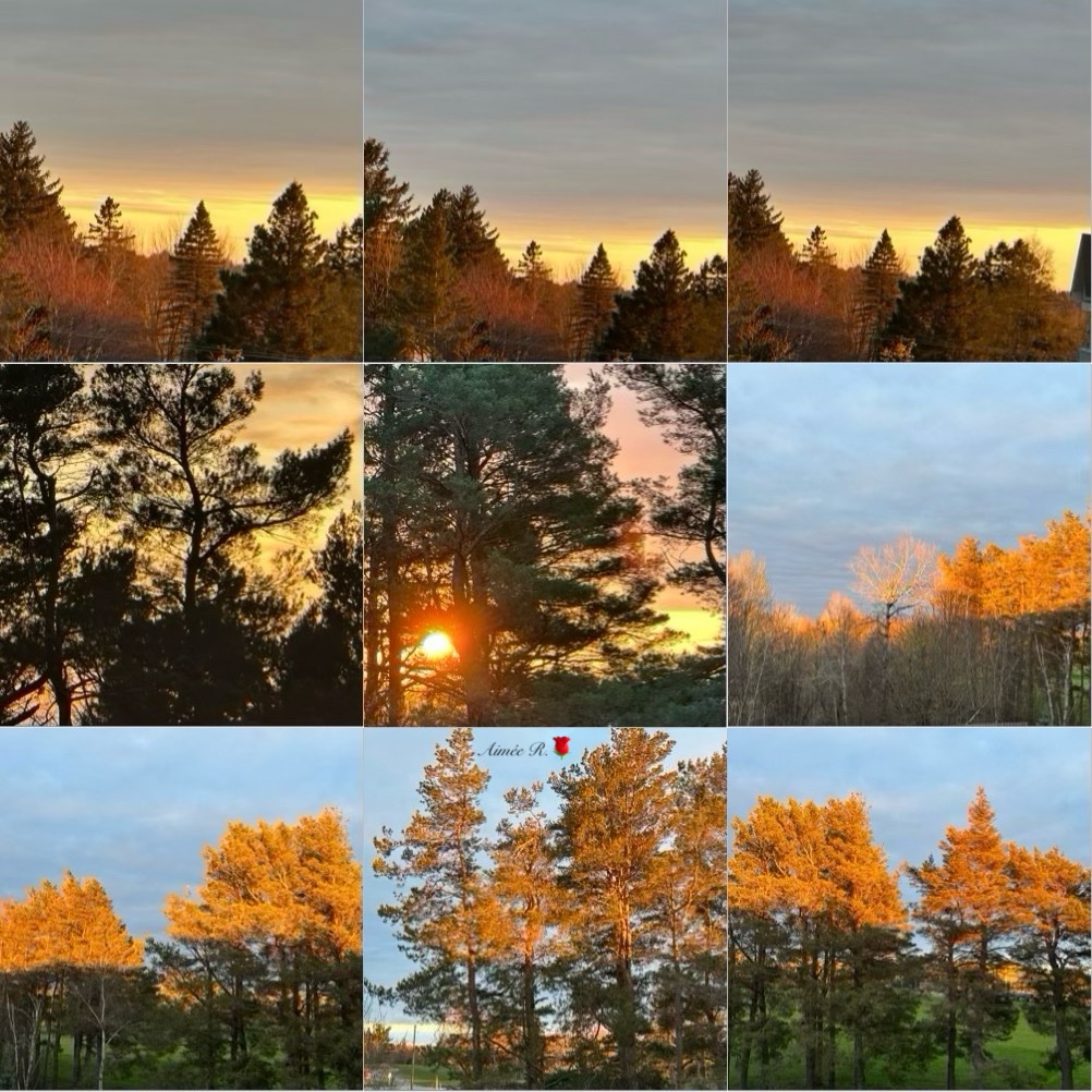 Happy #TreeTrunckTuesday My📸 There is something wonderful about the sun changing the colour of the trees. Like a gentle kiss…a warm embrace…. I will not be here very much today…I am packing for my trip on Wednesday to Iceland & Norway. Have a beautiful day🌺🌲🌲🌲