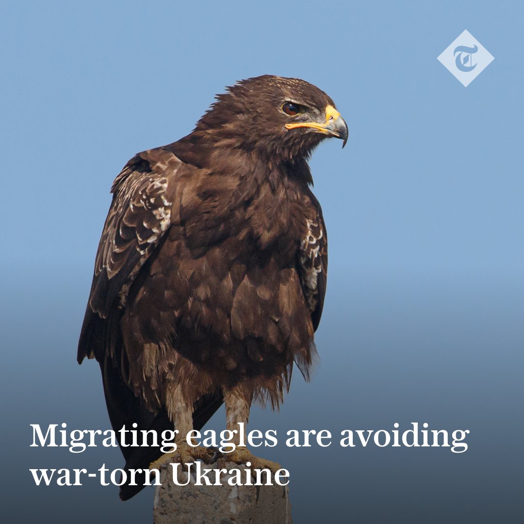 🦅 Scientists fear the conflict in Ukraine is causing major disruption to the breeding habits of the rare birds Find out more👇 telegraph.co.uk/world-news/202…