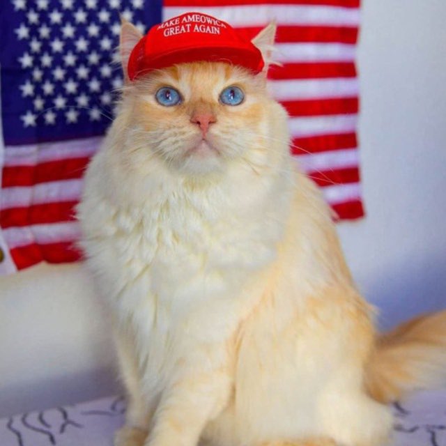 <a href="/1goonrich/">Quasar.Exe</a> Here to make Solana great again

Community Takeover - t.me/cmagacto

Contract - 71AuKJVsFhiHV1JFP2YiQVTQEgTKBMCQcBTCEh1Y3d7m

Twitter: x.com/CatWifMagaOnSol

DEX: dexscreener.com/solana/71AuKJV…