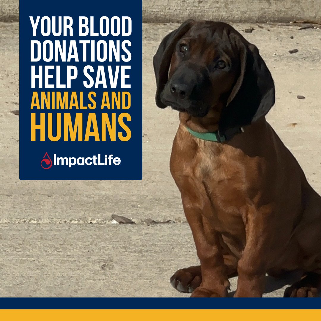 It’s National Rescue Dog Day. When you give blood, you can help rescue dogs! 🐕 Learn more: ➡️ bloodcenter.org/goodgiving.