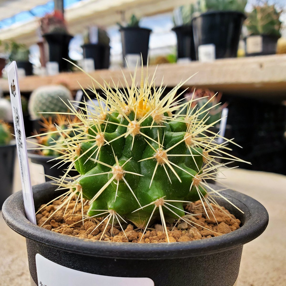 yoshioka_plants's tweet photo. エキノカクタス・金鯱🌵🌵
#金鯱
#echinocactus
#花園グリーンセンター
#花園
#埼玉
#園芸
#サボテン
#多肉植物
#観葉植物
#植物のある暮らし
#ビザールプランツ
#アガベ
#agave
#copiapoa
#caudex
#cactus
#cactuslover
#suculentas https://t.co/oagX5uRwXV