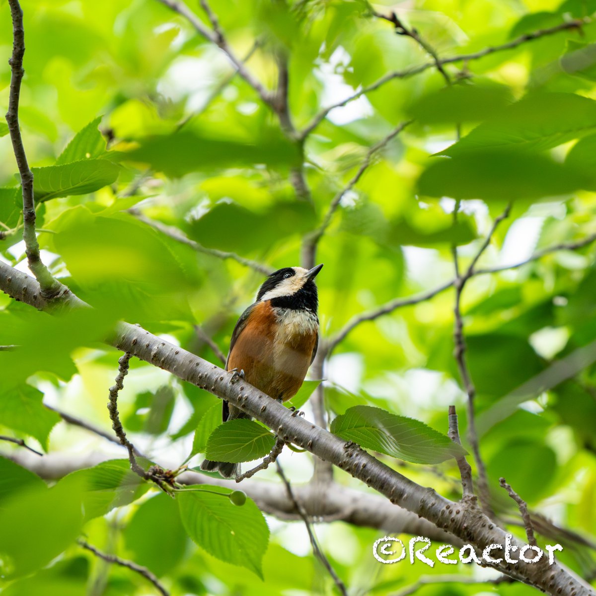 おはようございます🐥
α6700 + SEL100400GM
F6.3　1/500　ISO1000
#ヤマガラ