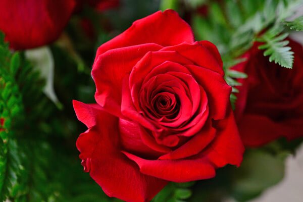 おはようございます 5/21(火)今日の誕生花 バラ 花言葉：愛、美 今日も大好きなあなたがたくさんの愛に包まれますように🍀🍀