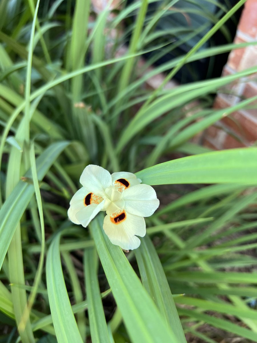 Butterfly Irises