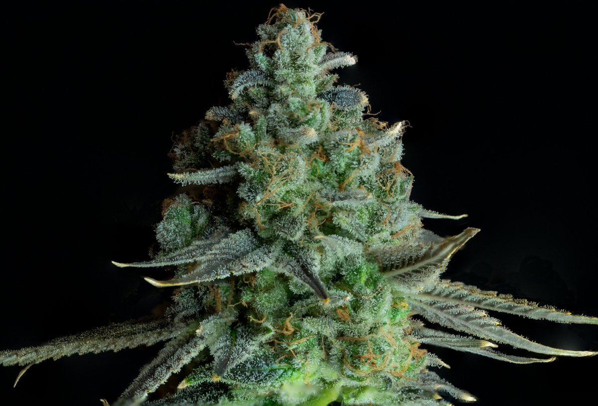 Thctitan's tweet photo. Kush Babies. Currently ON SALE at https://t.co/uIIWHcOgUB https://t.co/fXeXjdnGXK