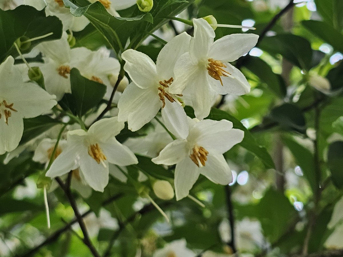 때죽나무입니다. 덜 여문 열매를 껍질째 갈아서 물에 풀면 물고기들이 떼로 죽어 떠오른다고 때죽나무란 이름이 붙었다는 설이 있습니다.
