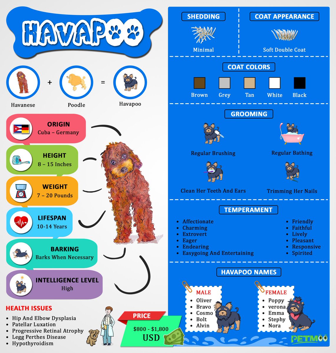 Havapoo Infographic
#petmoo #pets #dogs #dogbreeds #doginfographic #havapooinfographic