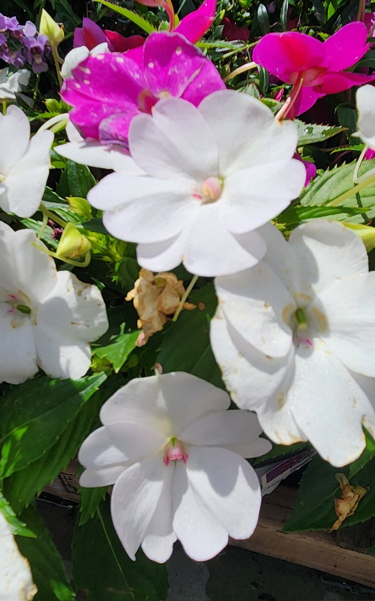 White flowers are simple but beautiful 😍