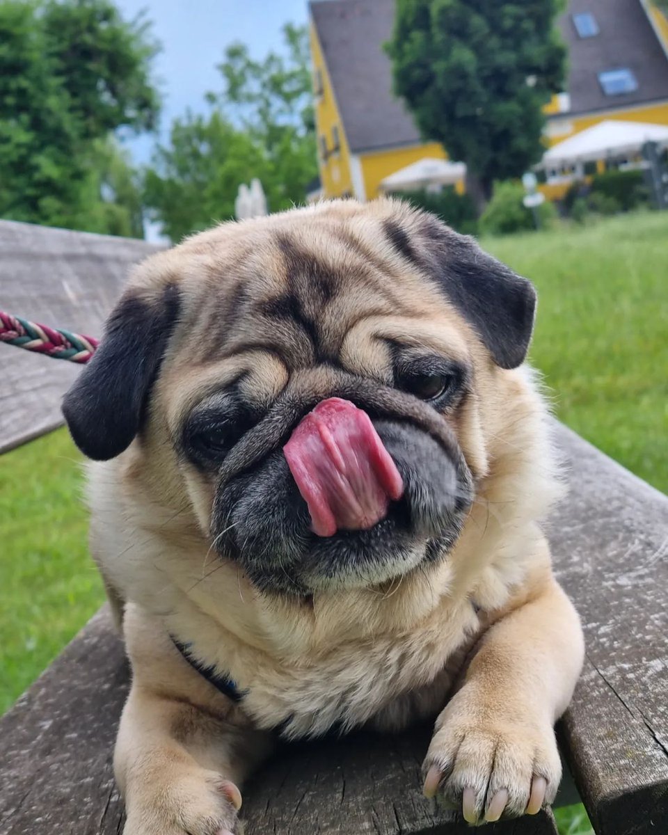 pugclub1's tweet photo. #pugly #puglove #hundeliebe #mopslove #mops #dog #mopshund #puglia #pug #mopsleben #bayernmops #puglover #puglife #puppy https://t.co/HY8ibjfjGC