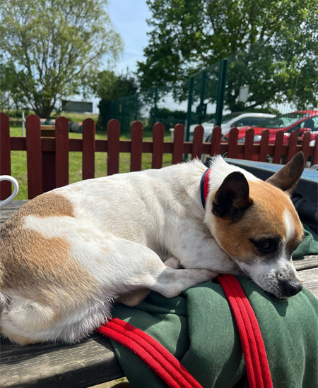 Please retweet to help Ben find a home #LINCOLNSHIRE #UK AVAILABLE FOR ADOPTION, REGISTERED BRITISH CHARITY✅ Hey everyone meet Ben! He is an adorable Jack Russell Terrier who is waiting for his forever home. Here is what you need to know about him! 💚The South Lincolnshire team