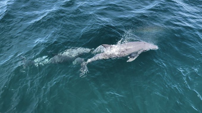 Can you see the rainbow?!🌈 I saw it when the dolphin breathed! イルカがプシューってした時に虹できたの奇跡🌈‼️ https://t.co<a href="/tag/fortniteog"class="tags"><span>#fortniteog</span></a>